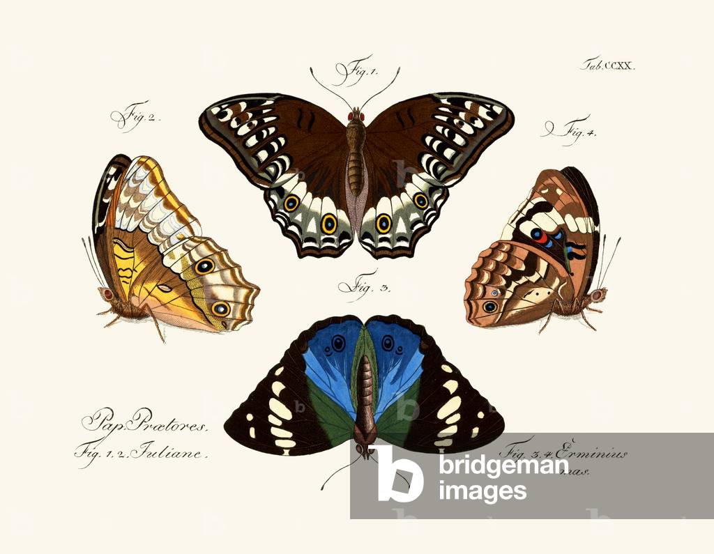 Butterflies, 1783-1806 (coloured engraving)