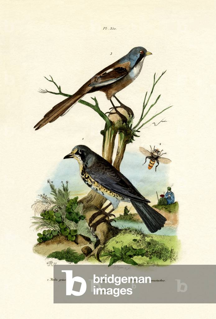 Fieldfare, 1833-39 (coloured engraving)
