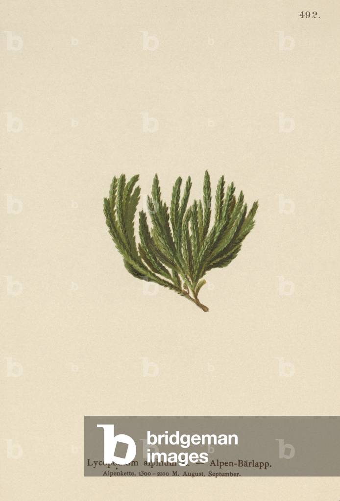 Alpine Clubmoss (Lycopodium alpinum, Diphasiastrum alpinum) (colour litho)
