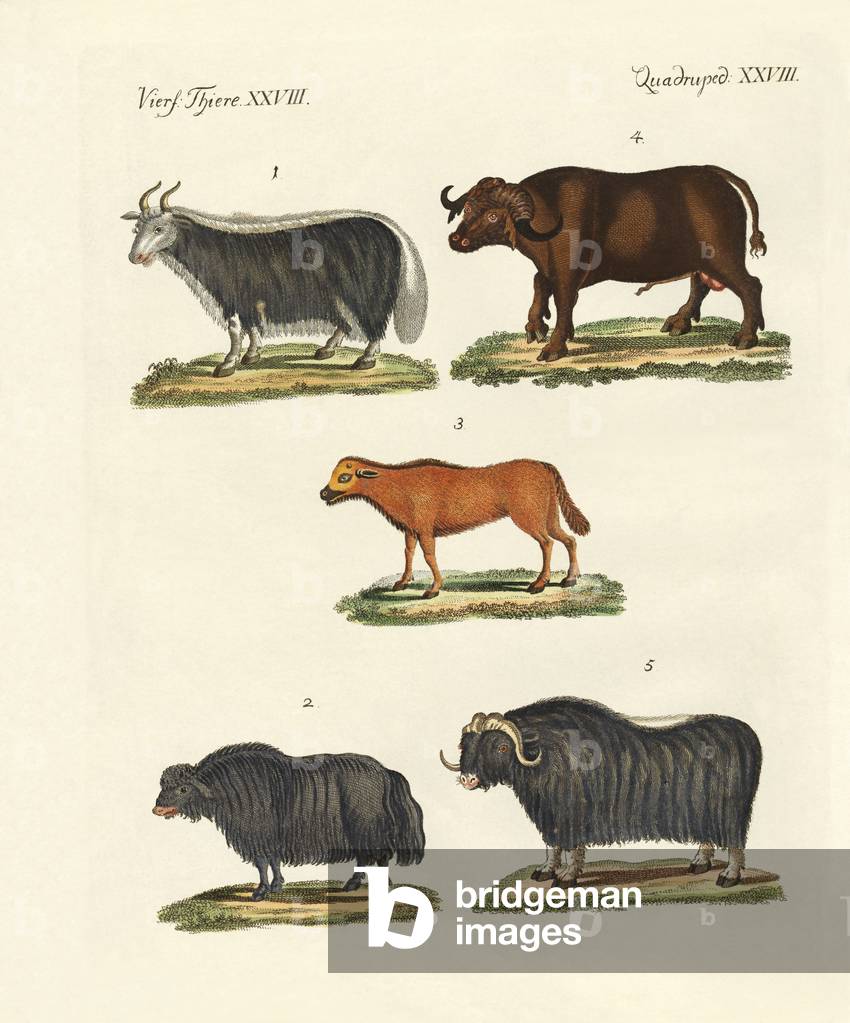 Various kinds of oxen (coloured engraving)