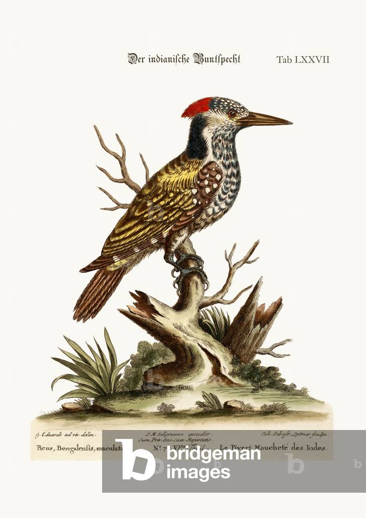 The Spotted Indian Woodpecker, 1749-73 (coloured engraving)