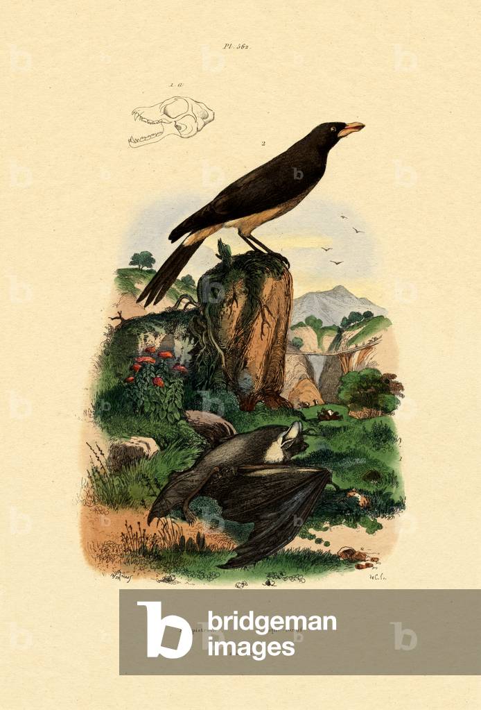 Common Pipistrelle, 1833-39 (coloured engraving)