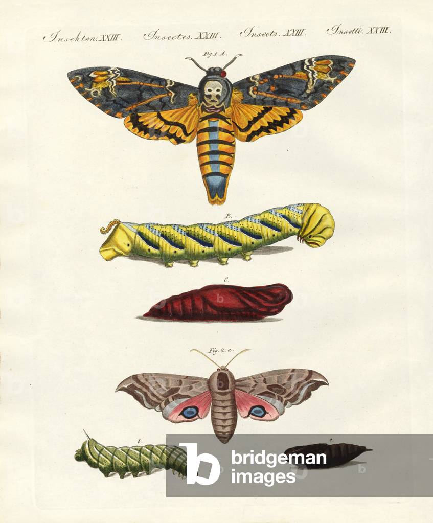 Butterflies -- twilight butterflies (coloured engraving)