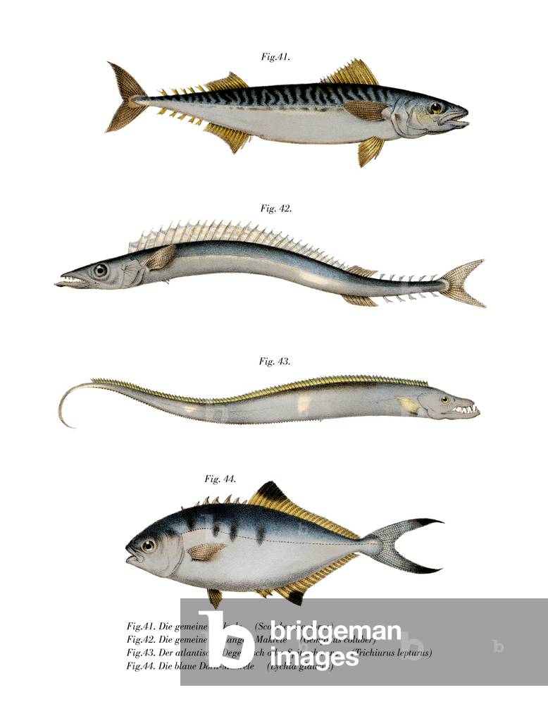 Atlantic Mackerel (colour litho)