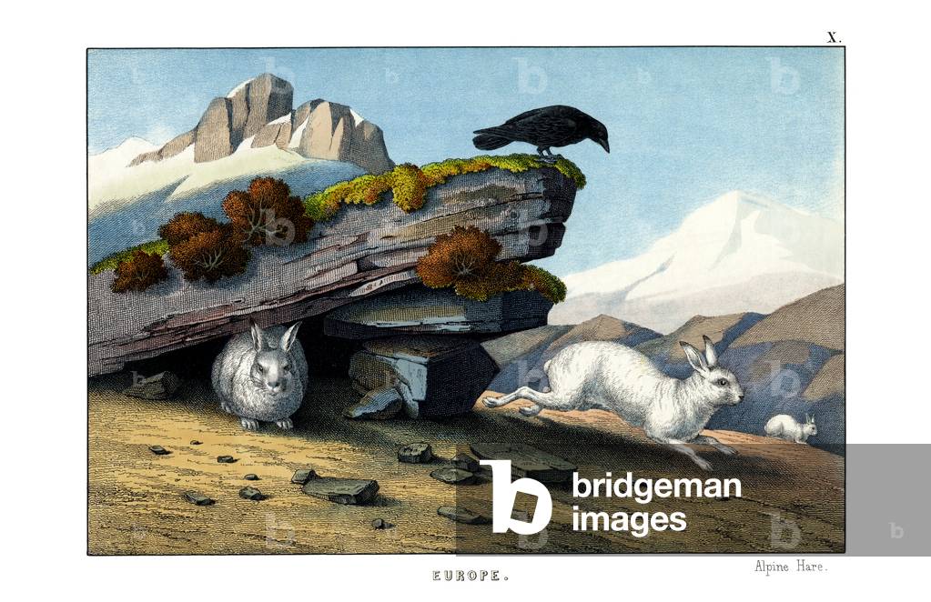 Alpine Hare, 1860 (colour litho)