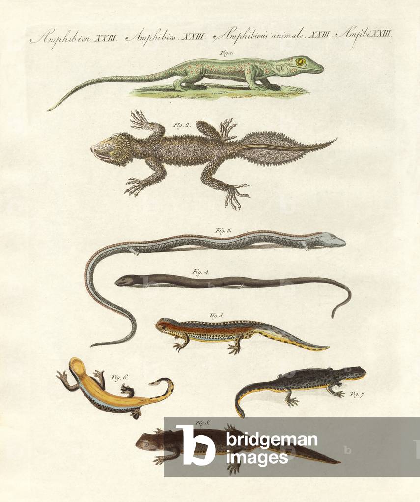 Different kinds of lizards (coloured engraving)