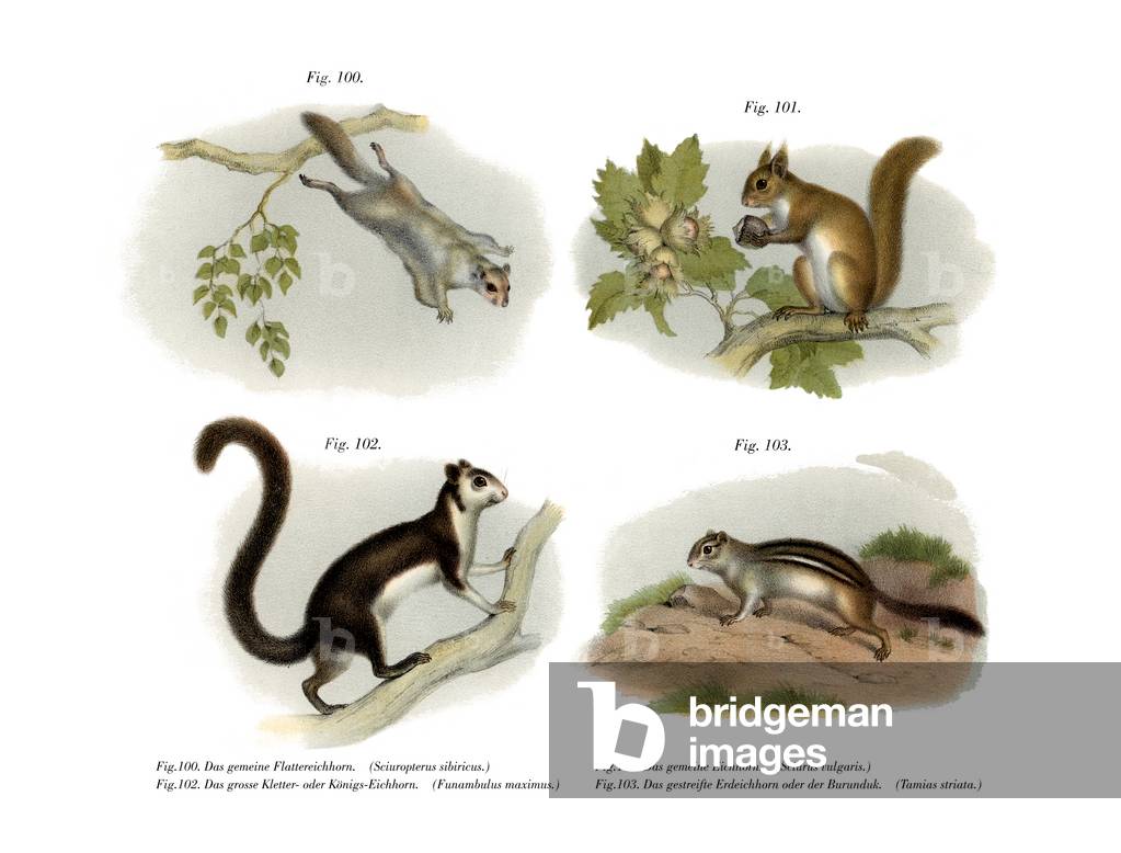 Eurasian Flying Squirrel, 1860 (colour litho)