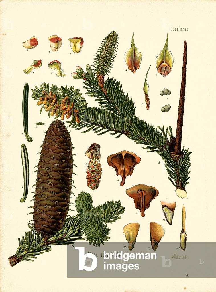 Silver Fir (colour litho)
