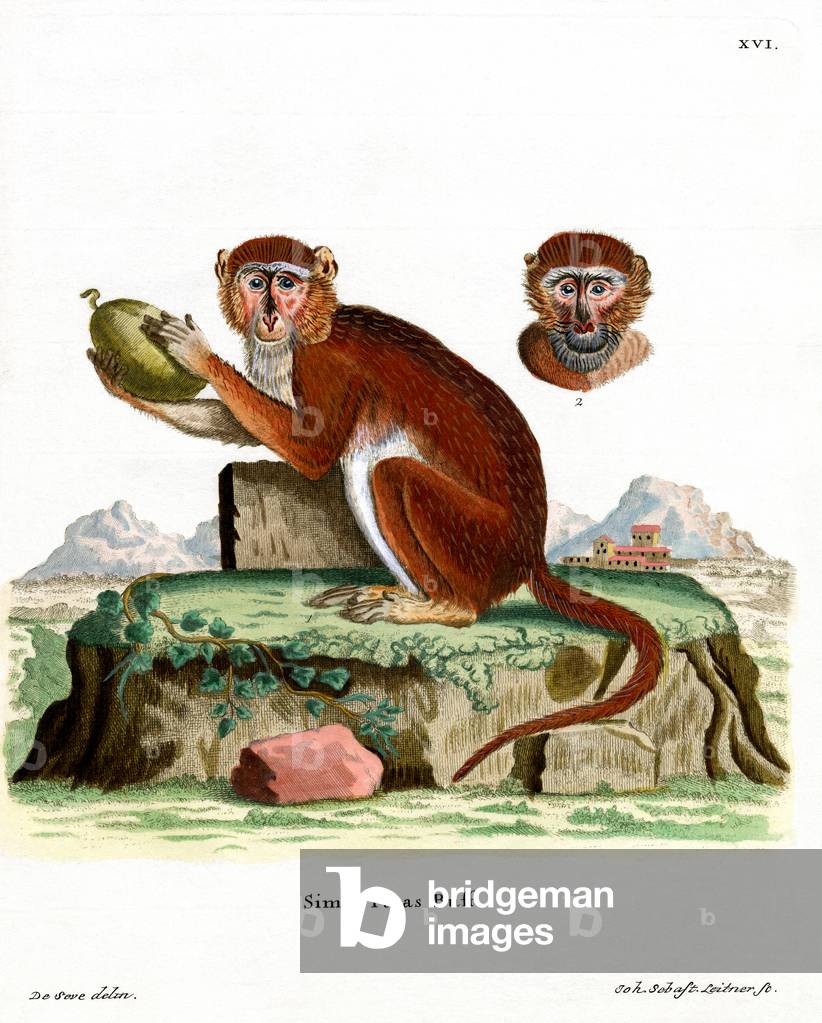 Patas Monkey (coloured engraving)