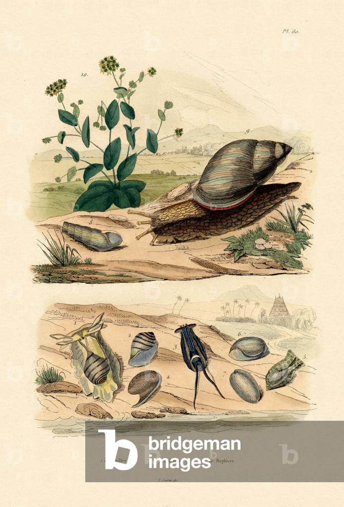Shells, 1833-39 (coloured engraving)