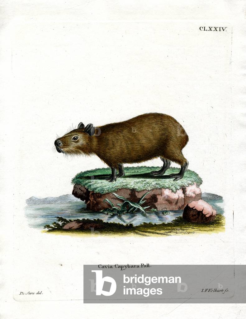 Capybara (coloured engraving)