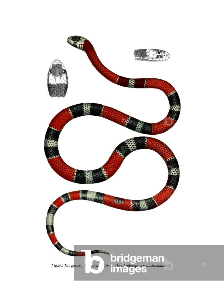 Common Neckband Snake (colour litho)