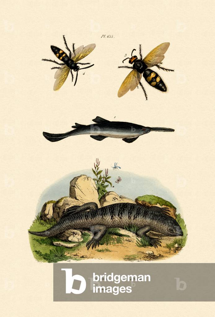 Sawfish, 1833-39 (coloured engraving)