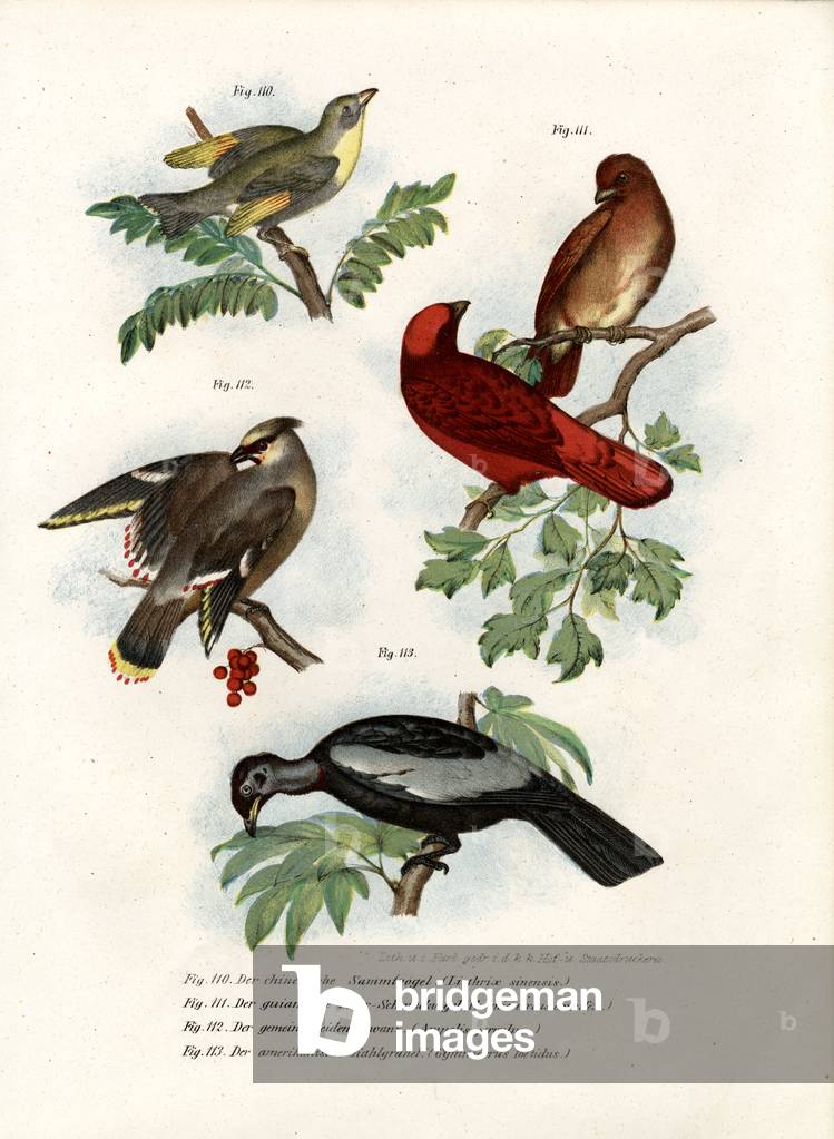 Leiothrix Bird, 1864 (colour litho)