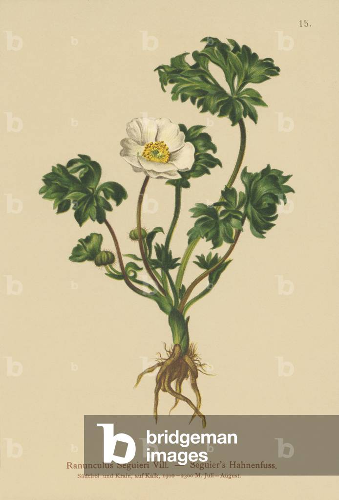 Seguier's Crowfoot (Ranunculus Seguieri) (colour litho)