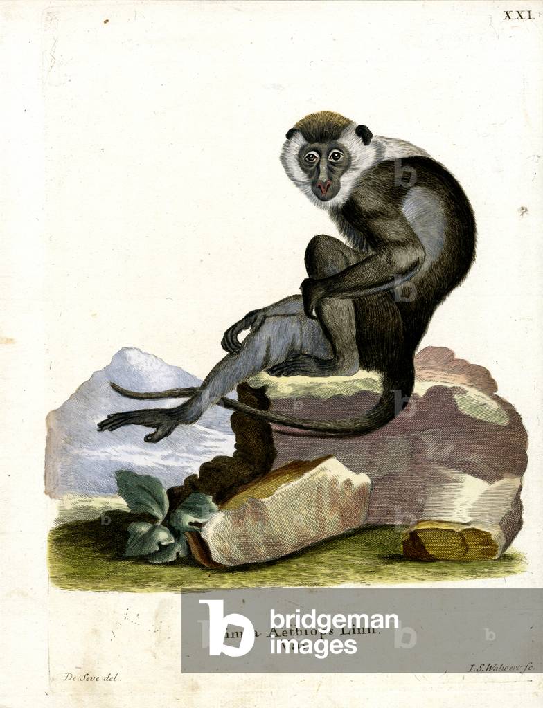 Grivet (coloured engraving)