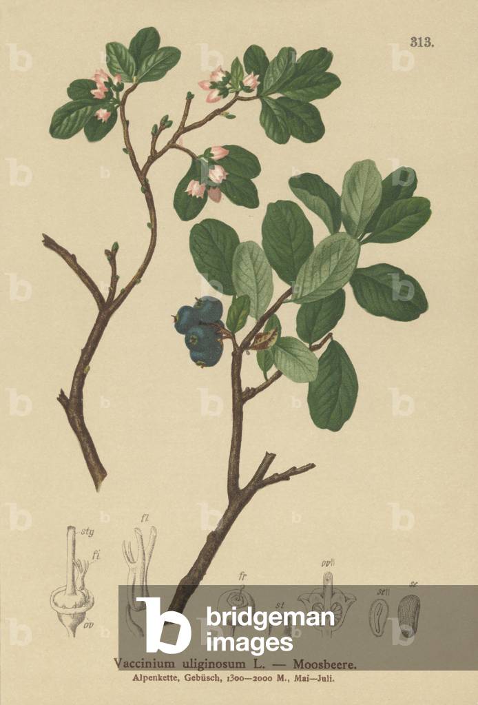 Bog Bilberry (Vaccinium uliginosum) (colour litho)