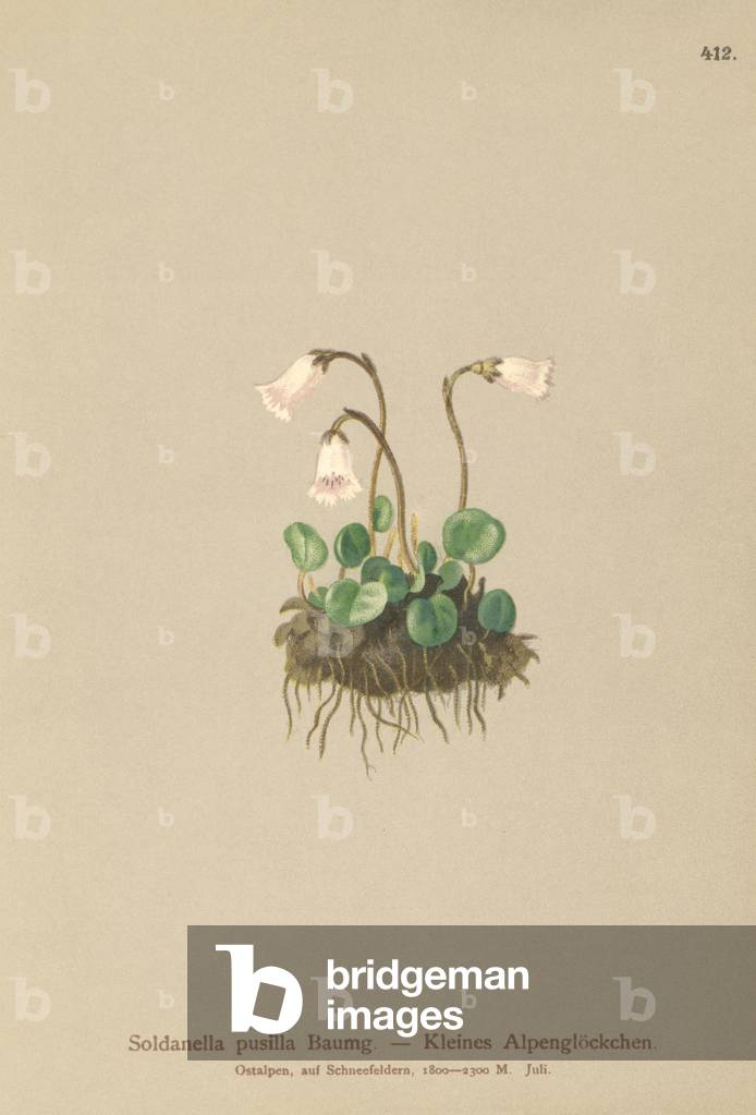 Dwarf Snowbell (Soldanella pusilla, Soldanella alpicola) (colour litho)