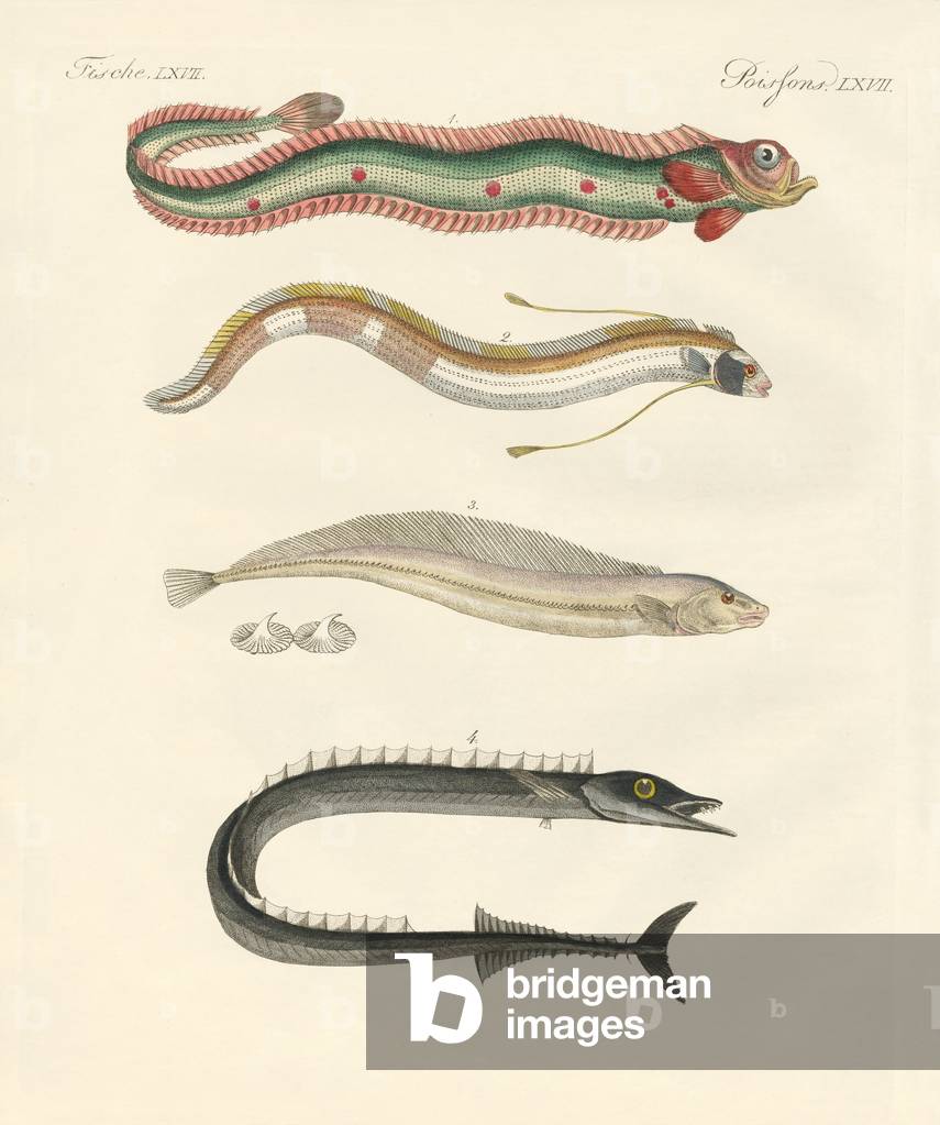 Strange fish (coloured engraving)