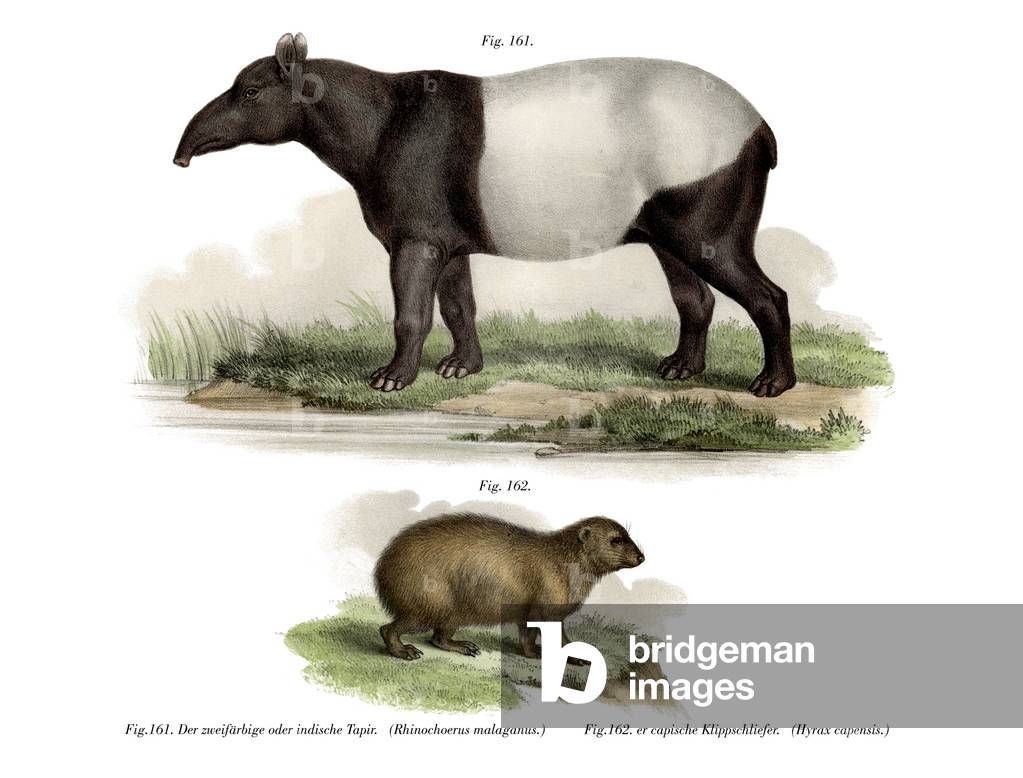 Asian Tapir, 1860 (colour litho)
