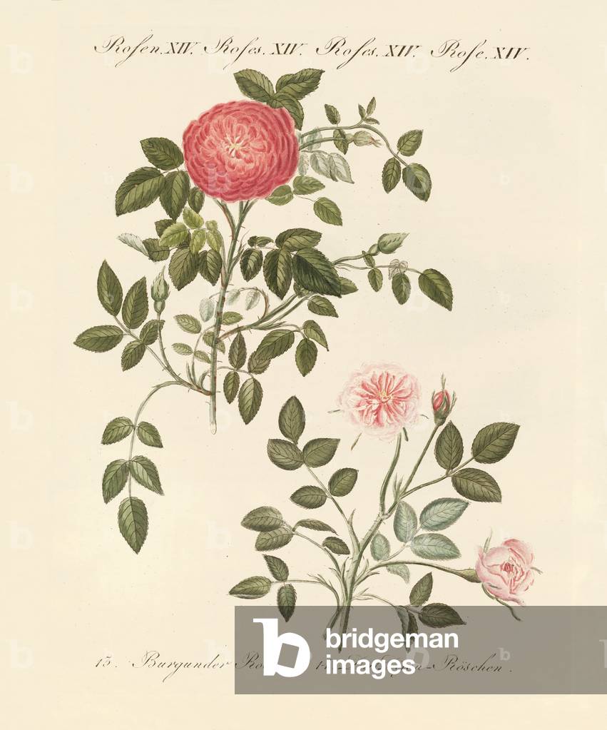 Kinds of roses (coloured engraving)