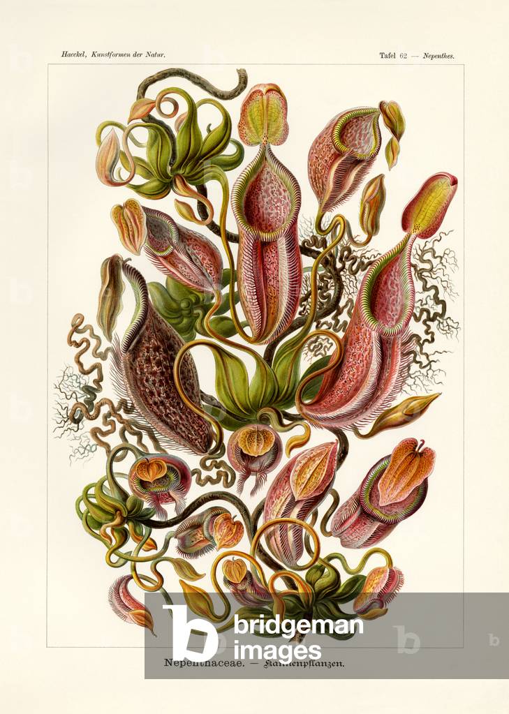 Nepenthaceae, 1899-1904 (colour litho)