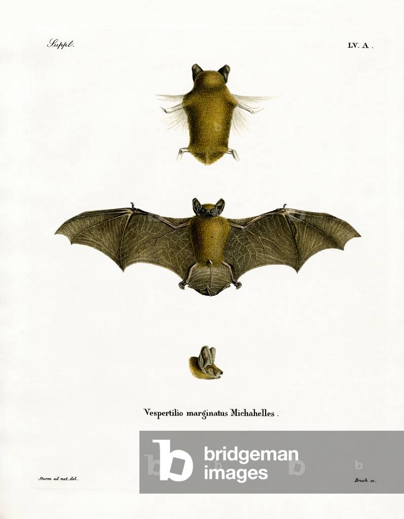 Kuhl's pipistrelle (coloured engraving)