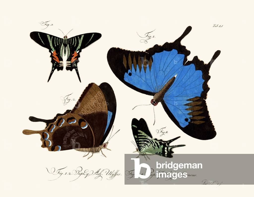 Butterflies, 1783-1806 (coloured engraving)