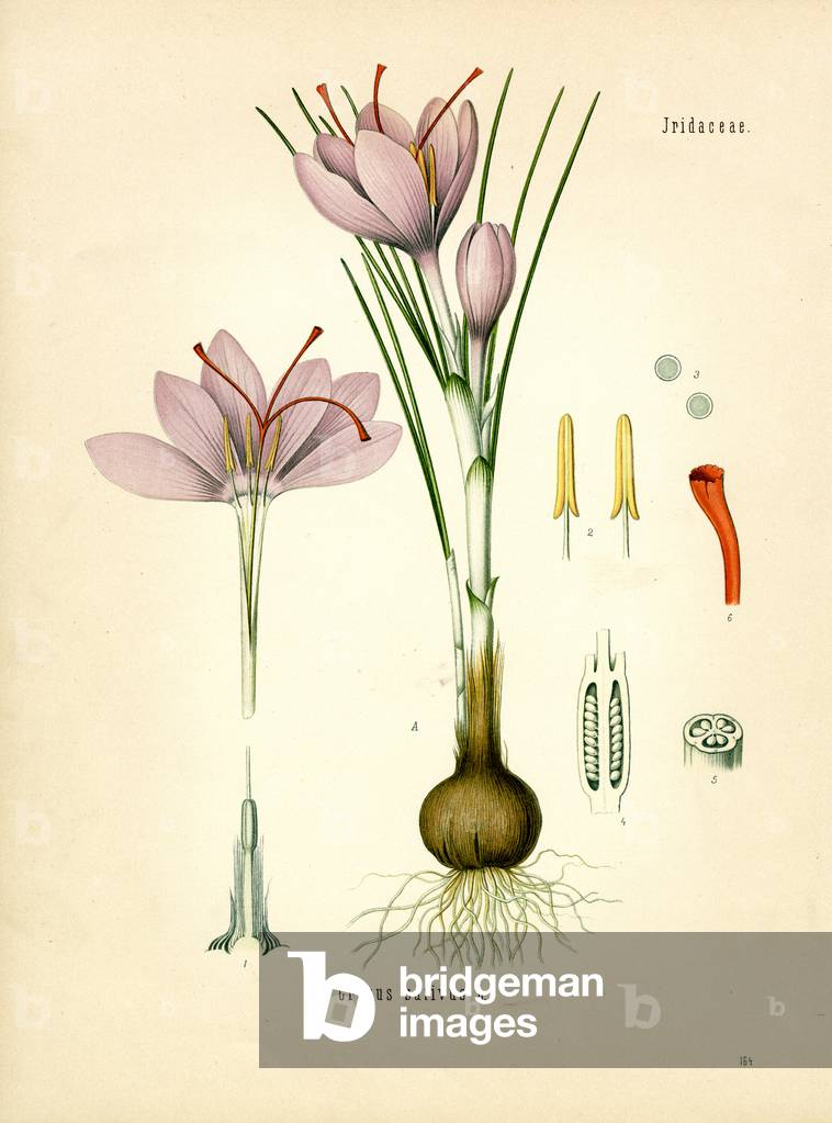 Saffron (colour litho)