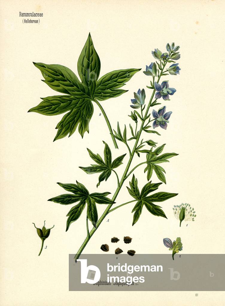 Stavesacre (colour litho)