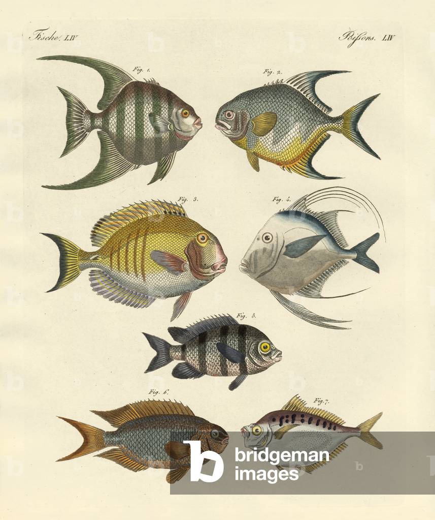 Strange fish (coloured engraving)