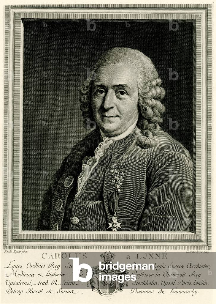Karl von Linné, 1884-90 (phototype)