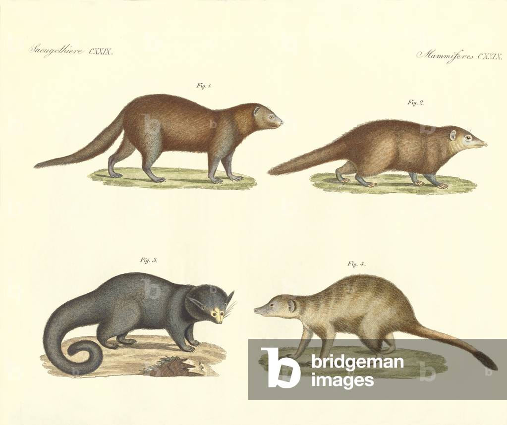 Strange mammals (coloured engraving)