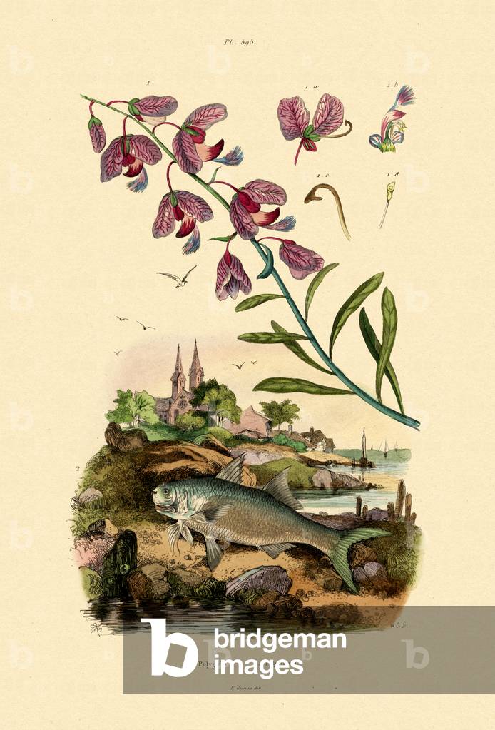 Finial, 1833-39 (coloured engraving)