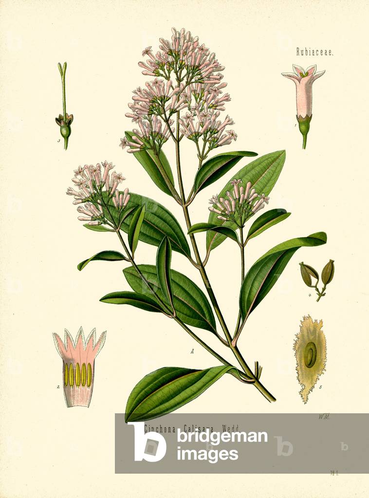 Cinchona (colour litho)