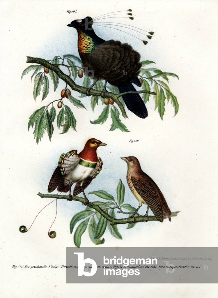 King Bird of Paradise, 1864 (colour litho)