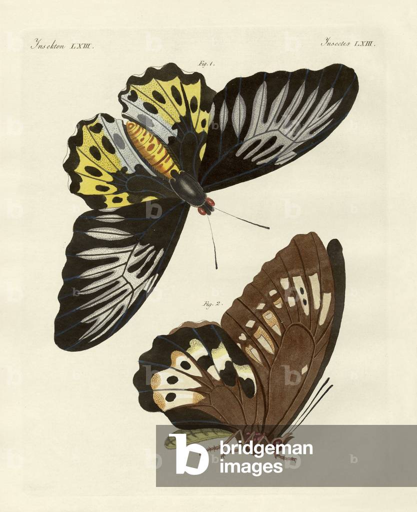 Foreign butterflies of a phenomenal size (coloured engraving)