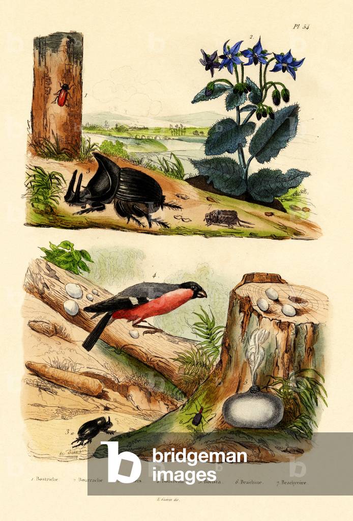 Pine Weevil, 1833-39 (coloured engraving)