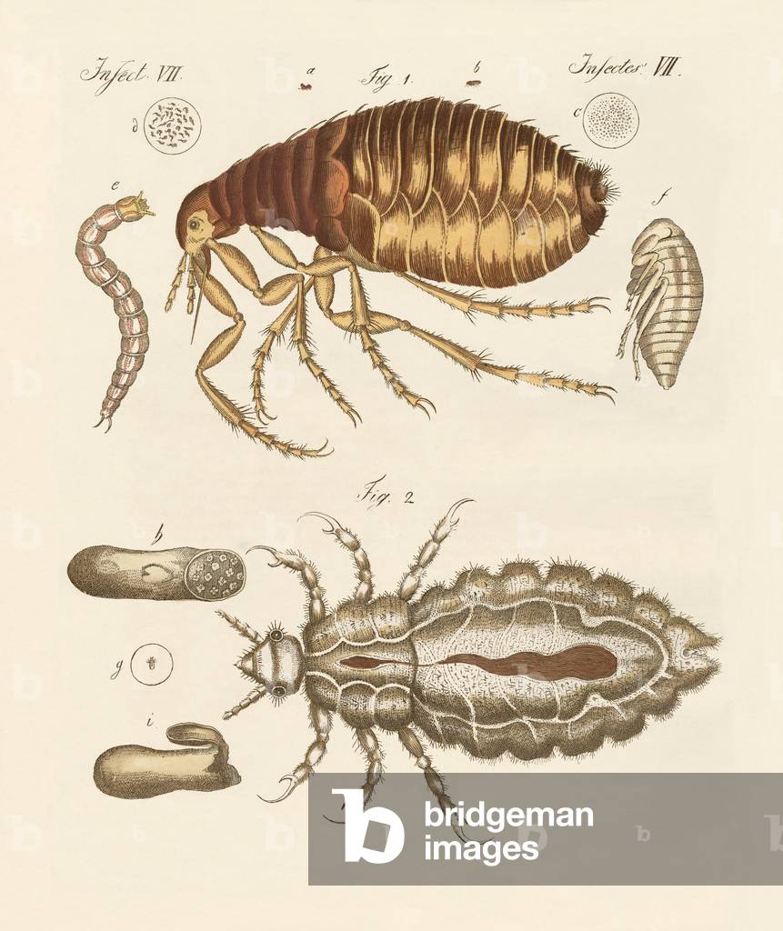 Fleas and bugs (coloured engraving)