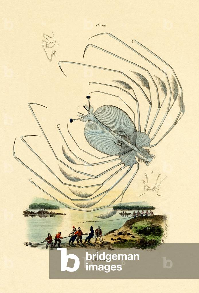 Phyllosome, 1833-39 (coloured engraving)