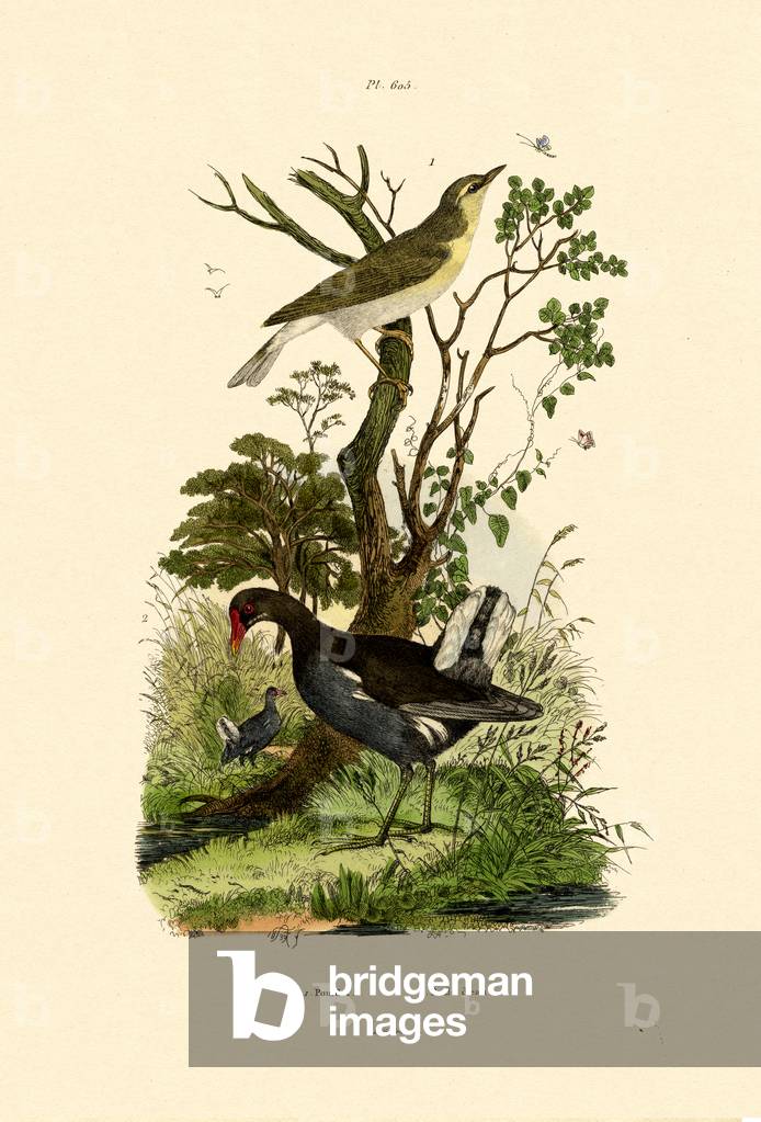 Wood Warbler, 1833-39 (coloured engraving)