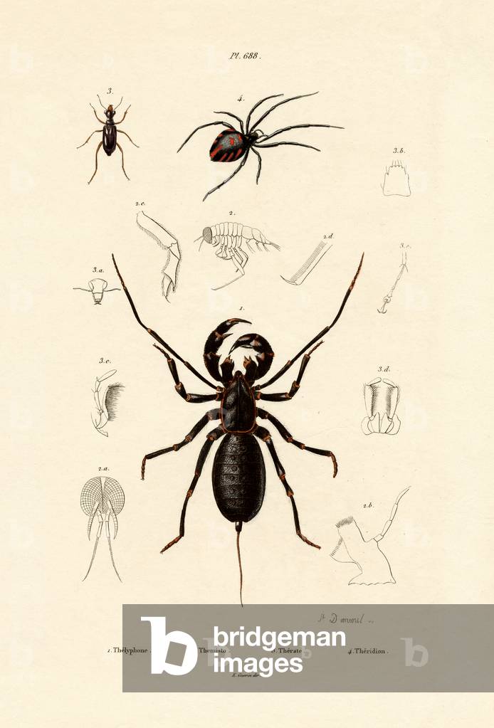 Whip Scorpion, 1833-39 (coloured engraving)