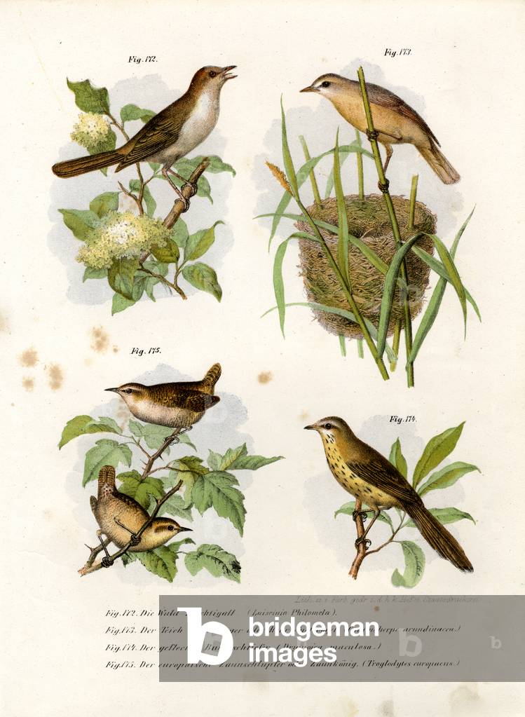 Thrush Nightingale, 1864 (colour litho)