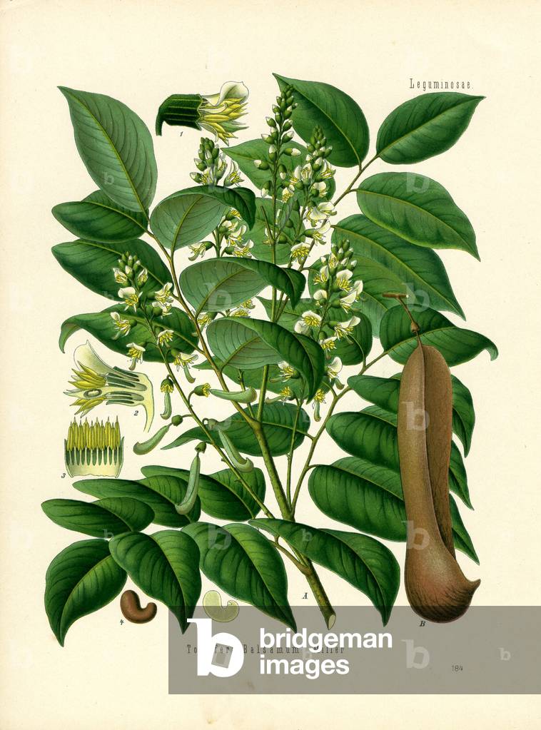 Balsamo (colour litho)