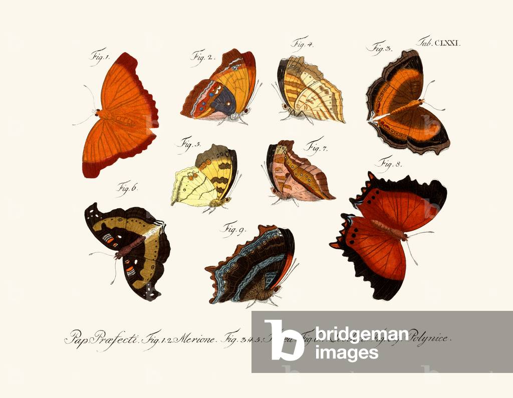 Butterflies, 1783-1806 (coloured engraving)