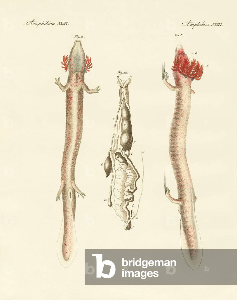 The sinuous Proteus (coloured engraving)