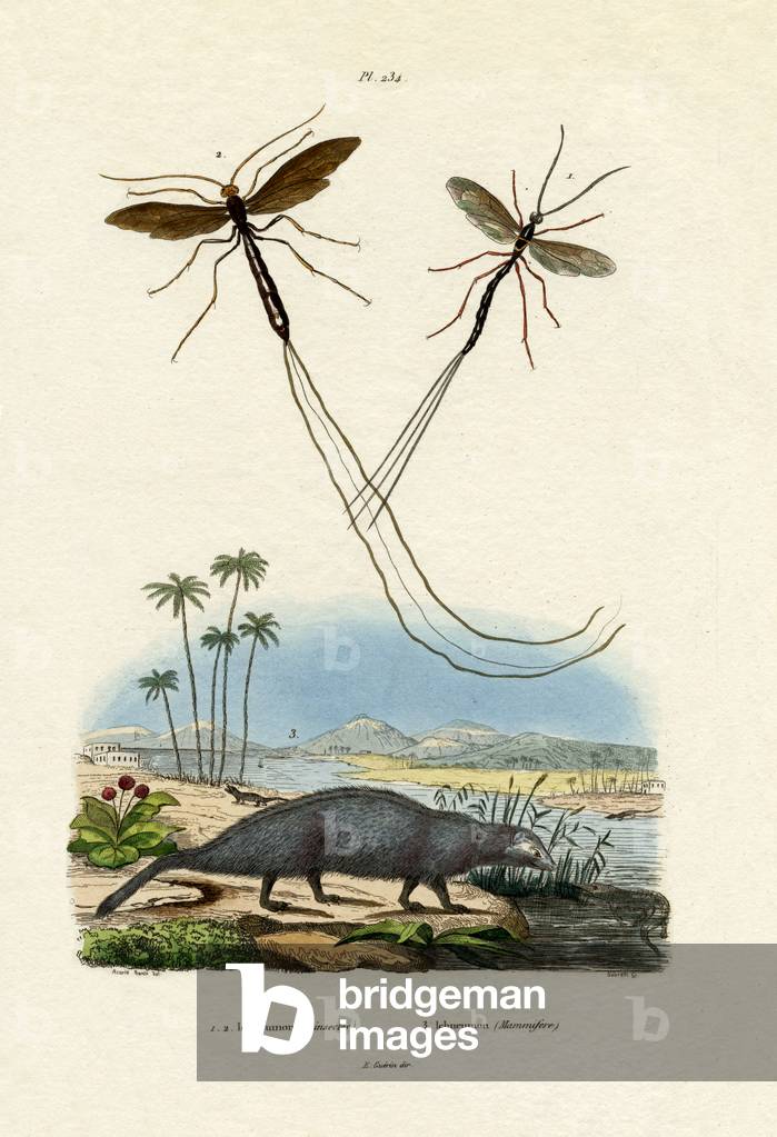 Mongoose, 1833-39 (coloured engraving)