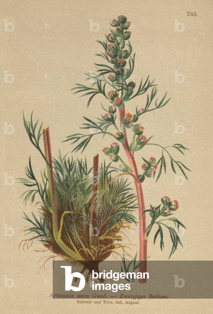 Boreal Wormwood (Artemisia nana, Artemisia borealis) (colour litho)