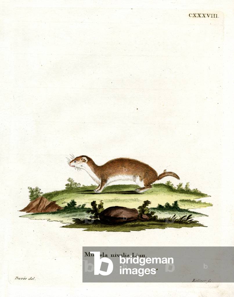 Least Weasel (coloured engraving)