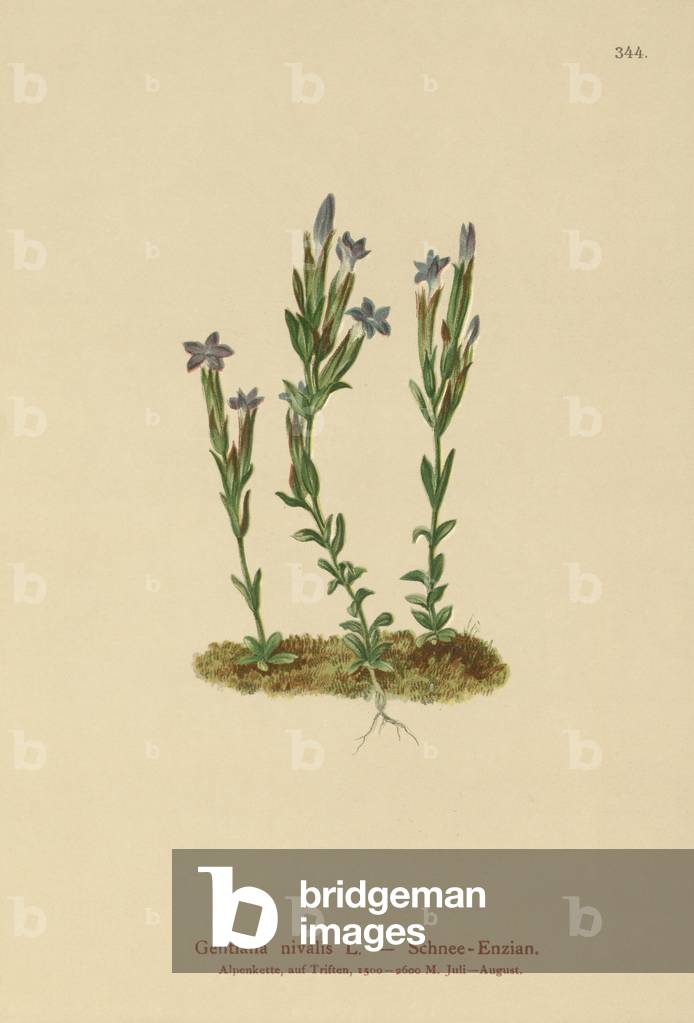 Alpine Gentian (Gentiana nivalis) (colour litho)